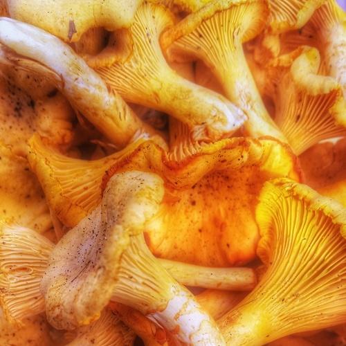 Лисички