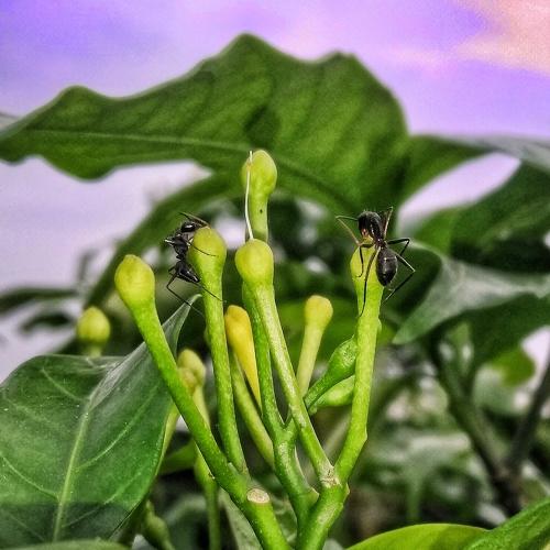 Ant man and the plant ❤