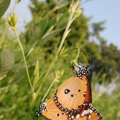 Butterfly Breeding