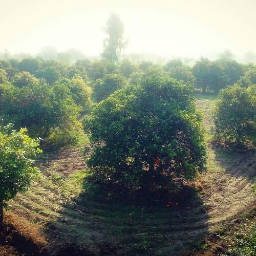 Fruit farm