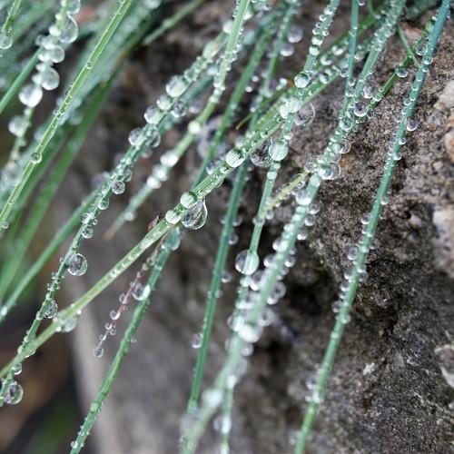 Necklace of rain