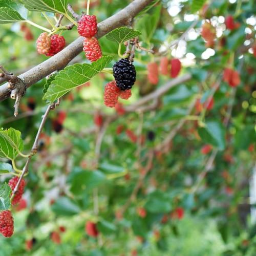 Mulberry