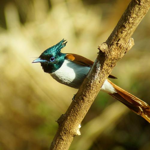 Ashian Paradise Flycatcher Juvenile Male