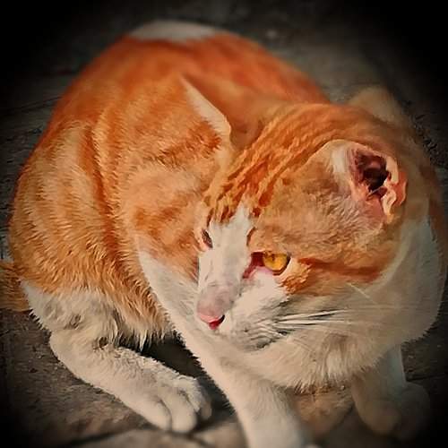Cat