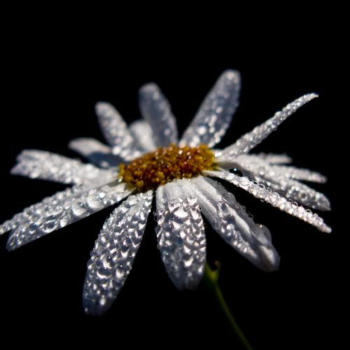 Photo #2446059