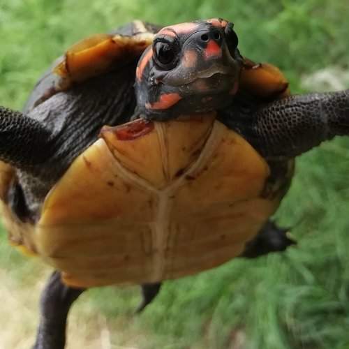 Turtleselfie