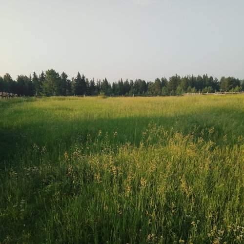 Русское поле