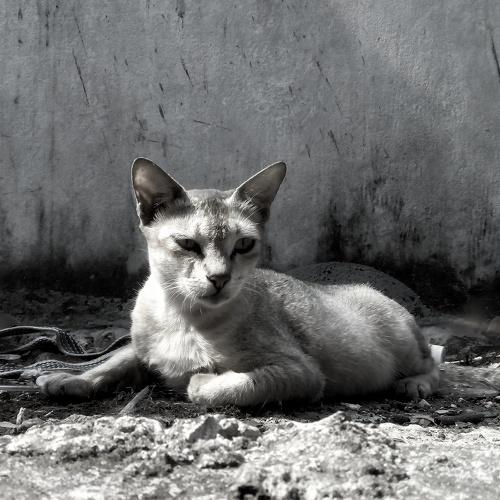 Urban cat