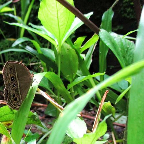 Photo #2448906