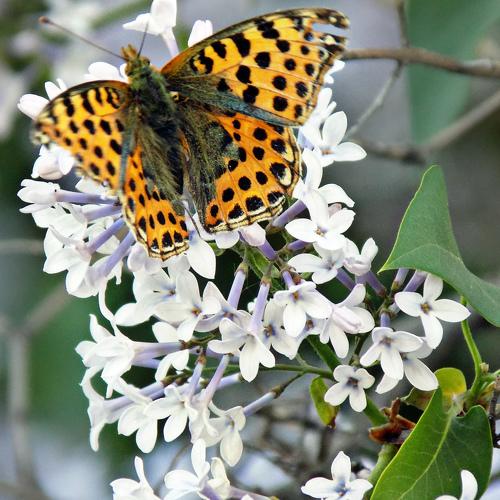 Photo #2449096
