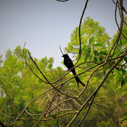 গ্রাম বাংলা