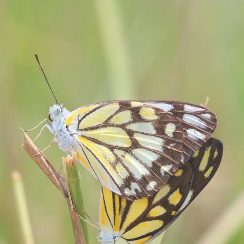 Mating
