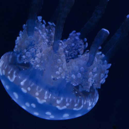 Jellyfish 2000