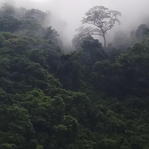 Ghost tree
