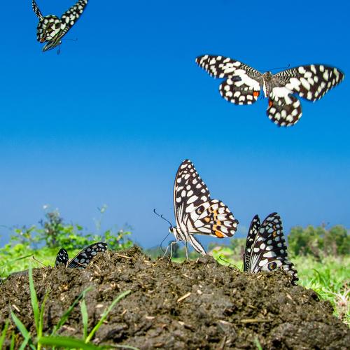 Nature's wonder