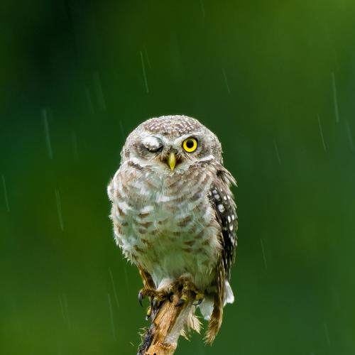 winking spotted owlet