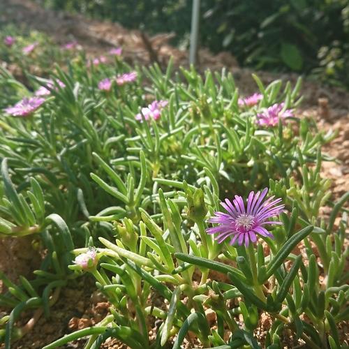Little garden in wild