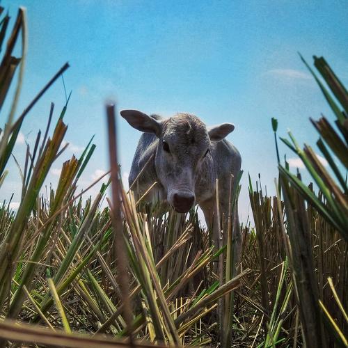 CoW