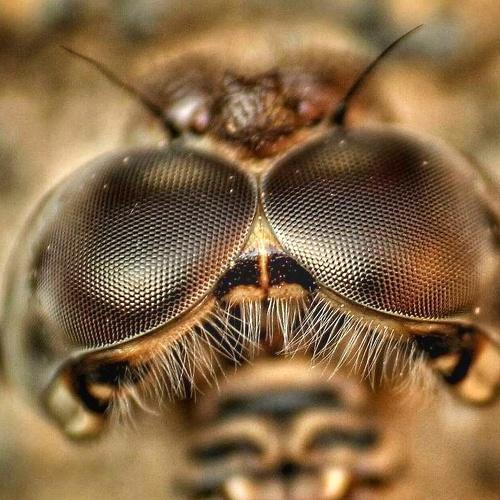 DRAGONFLY EYES.