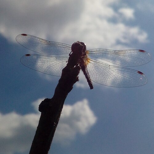 Photo #2455483