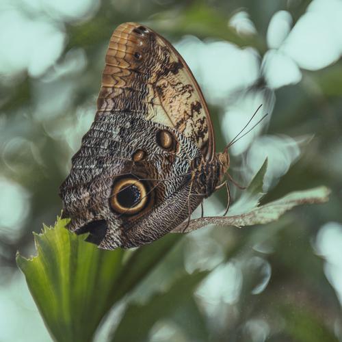 Butterfly kisses