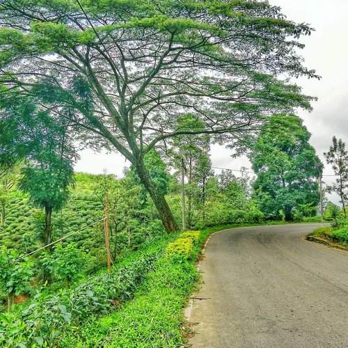 Green life
