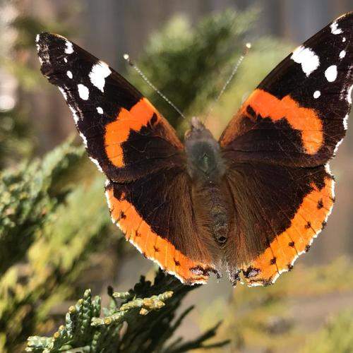 Photo #2456760