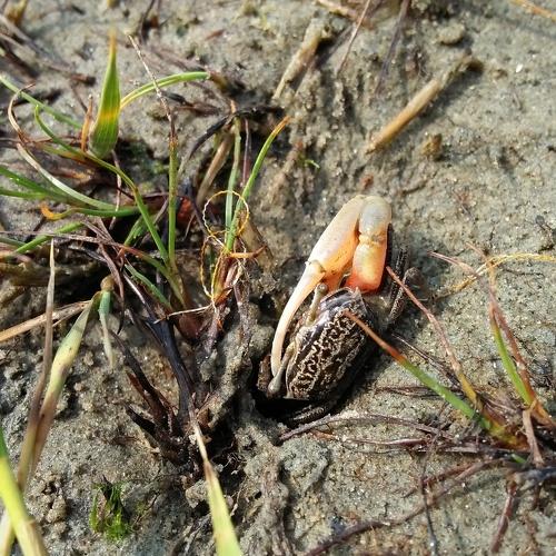 Crab