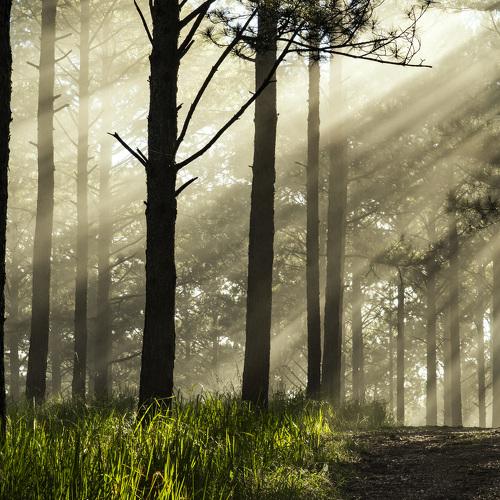 In a pine forest.