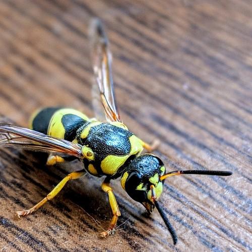 Wasp