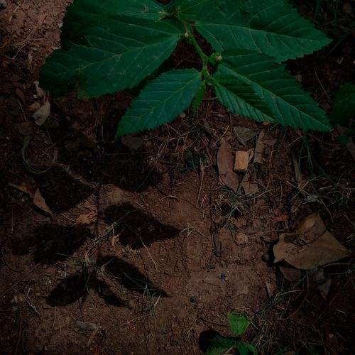 Shadow of the nature