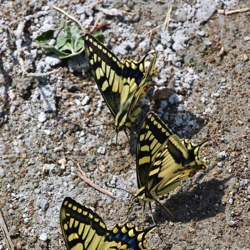 Mountain butterfly