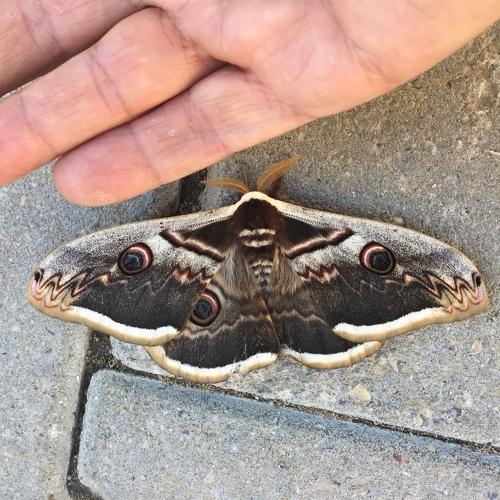 Big Butterfly