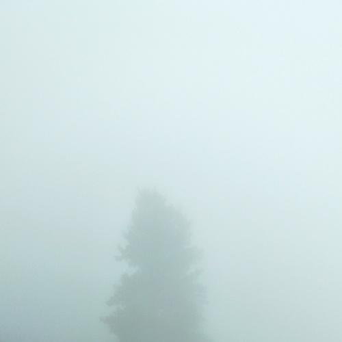 Fogy alone