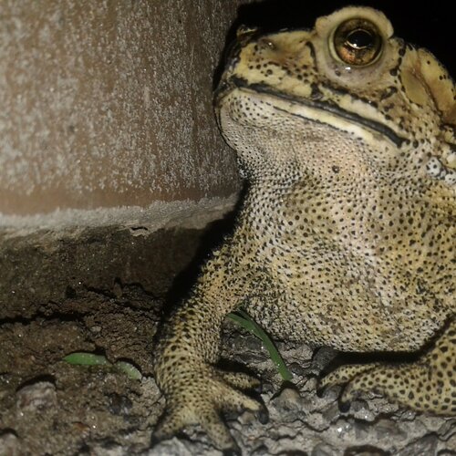Mr. Toadster