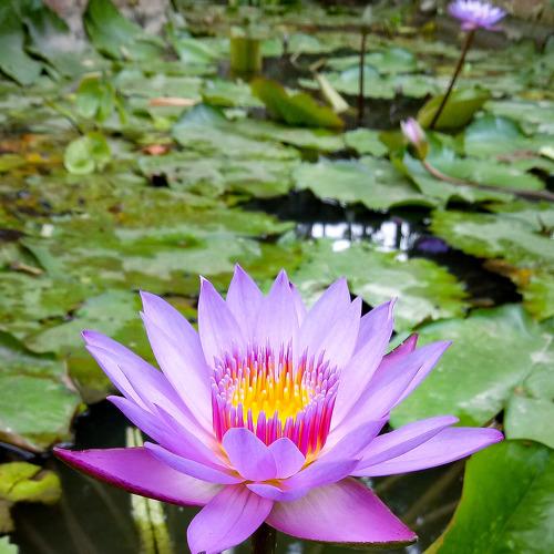 Lotus Flower in a Lake