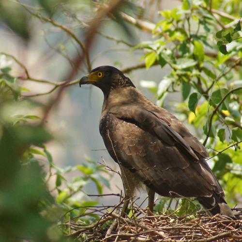 Crested Surpent Eagle