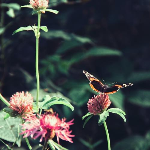 Photo #2463278