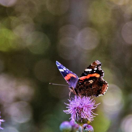 Photo #2463279