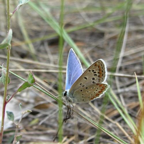 Photo #2463433