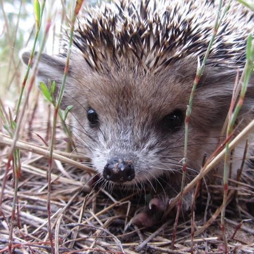 Photo #2463780