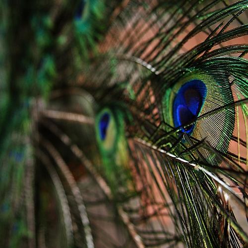 Iridescent beauty