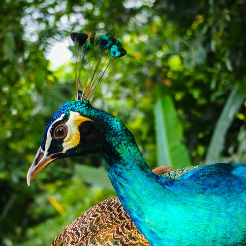 Iridescent beauty