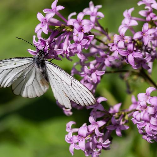 Photo #2464398