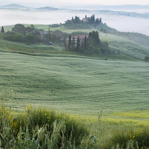 Mist in Tuscany