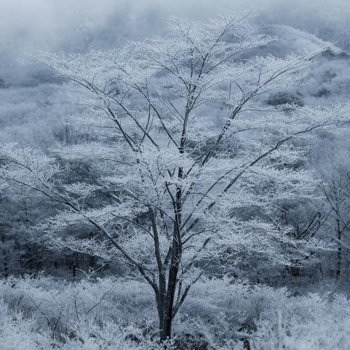 Frost ornament
