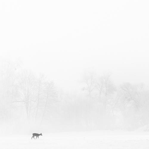 The deer