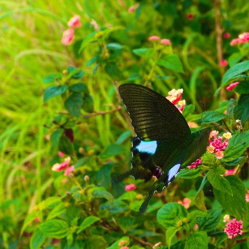 Witch butterfly