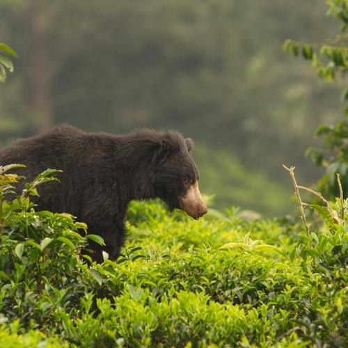 Sloth Bear