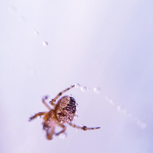 Spider